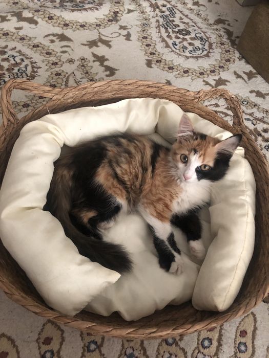 Котёнок девочка 4 месяцев