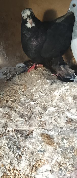 Продам голубей двоих