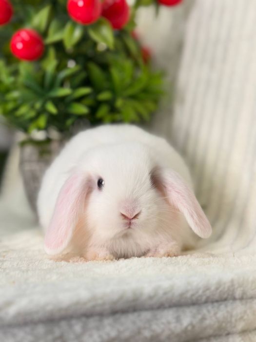 Декоративные Кролики Карлик Баран. Кролик