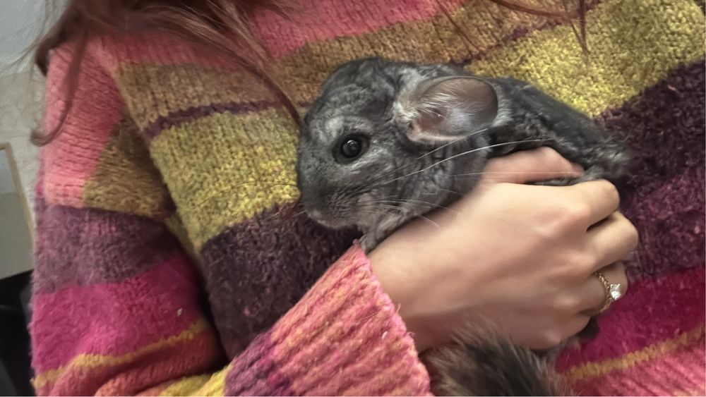 Шиншилла с клеткой мальчик