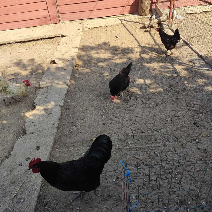 Vand familie gaini australop