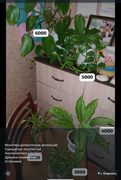 Отростки и цветочки