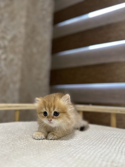 Британский котята золотистий шиншилы
