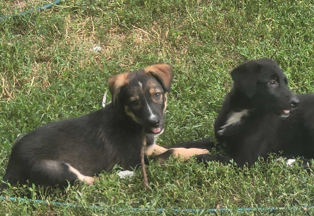 Catelusi pentru adoptie