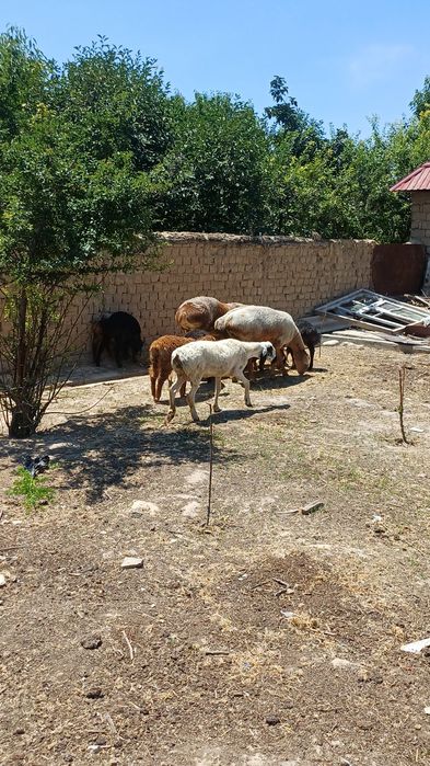 Ona bola qoylar optm satlad 5 ta ona qoy 5 ta bolas 1 tas ed tuğad
