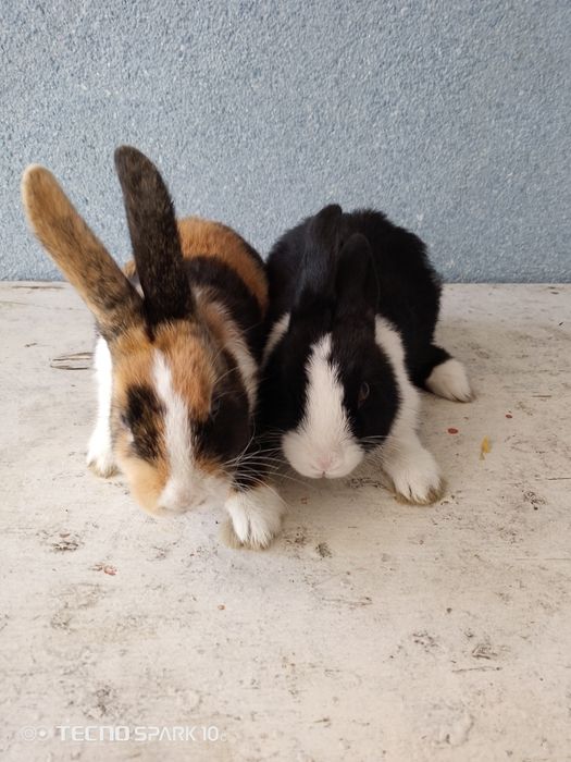 Quyon kafolati bilan