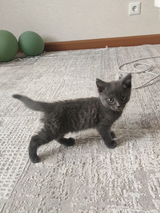 Отдам котенка в хорошие руки