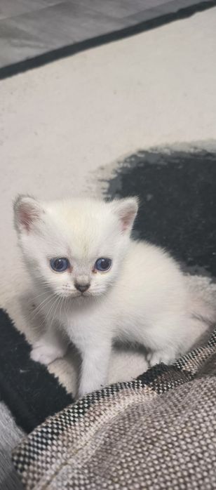 Котята шотландской породы