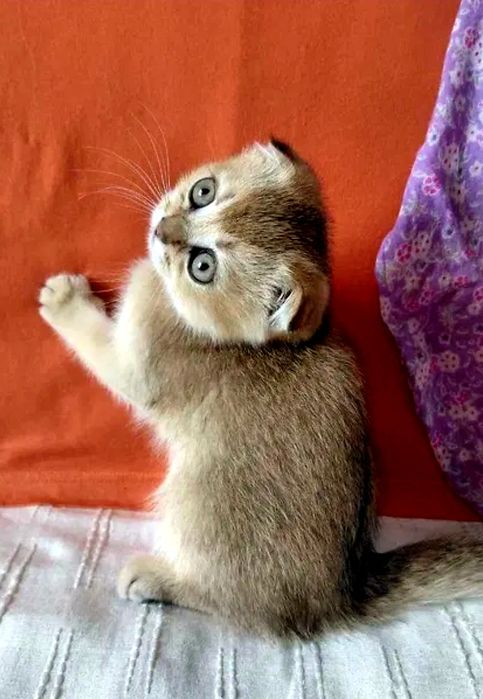 Шикрные умные мальчики шиншиллы золото