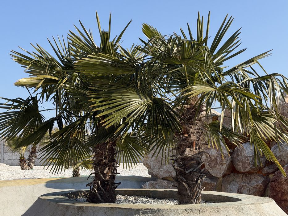 Семена студоустойчива палма Трахикарпус