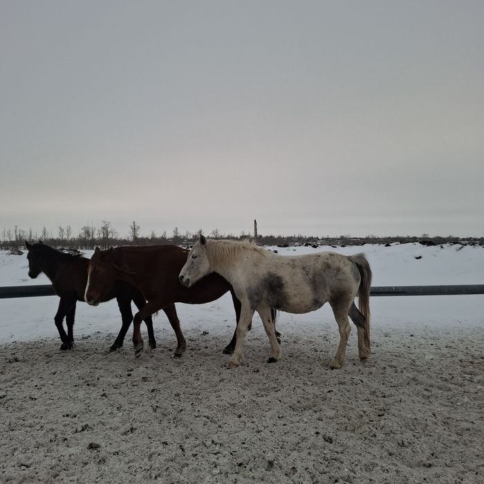 Продам лошадь и коров можно на соғым