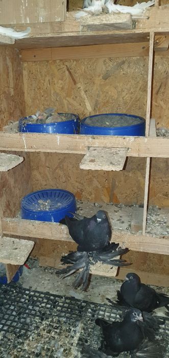 Голуби бойные игровые