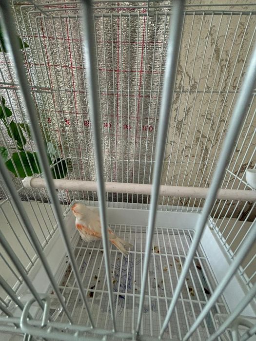 Канорейка продаётся мозаика