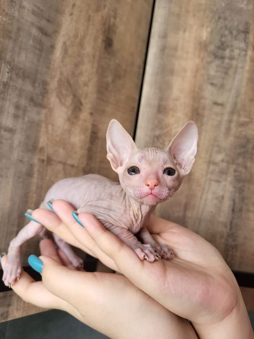 Котёнок породы сфинкс