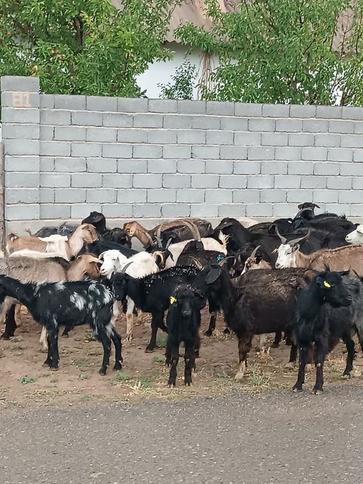 43 бас ешкі шыбыштар бар