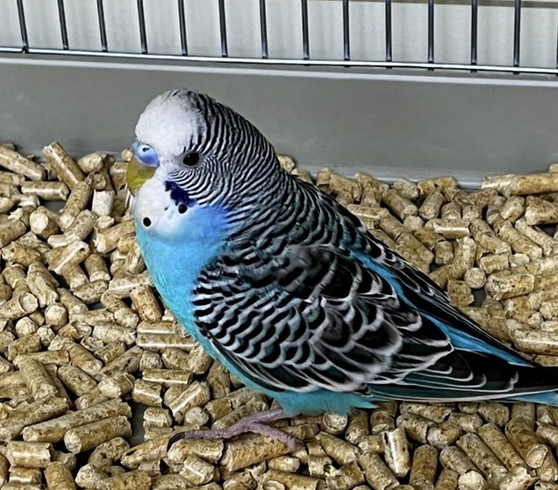 Волнистый попугай