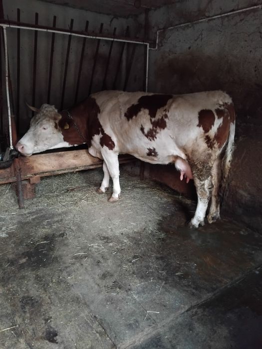 Vând vaca baltata românească!