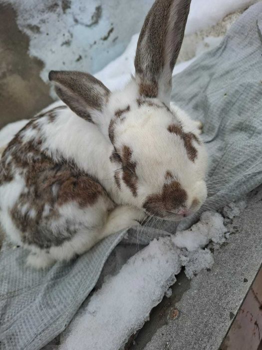 Продам 2 крола 8 месяцев