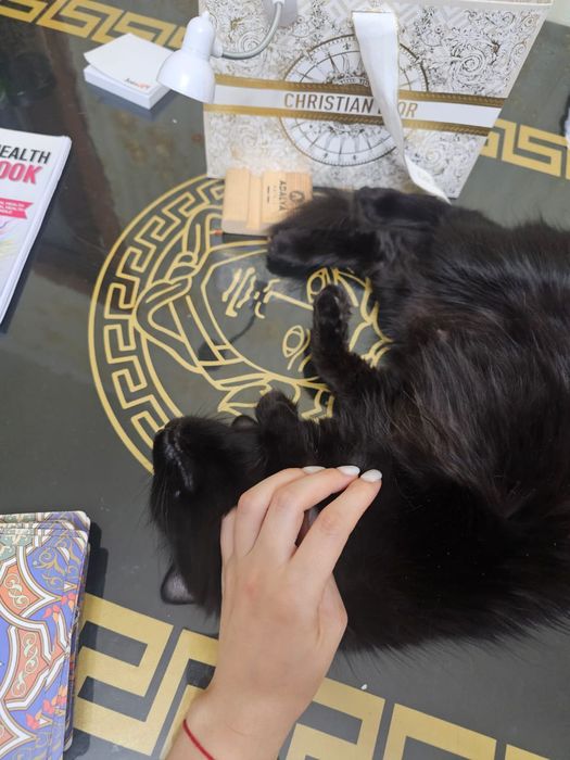 Красавица пантера черна как сама ночь