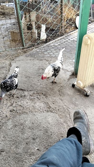 Продам семейку кур
