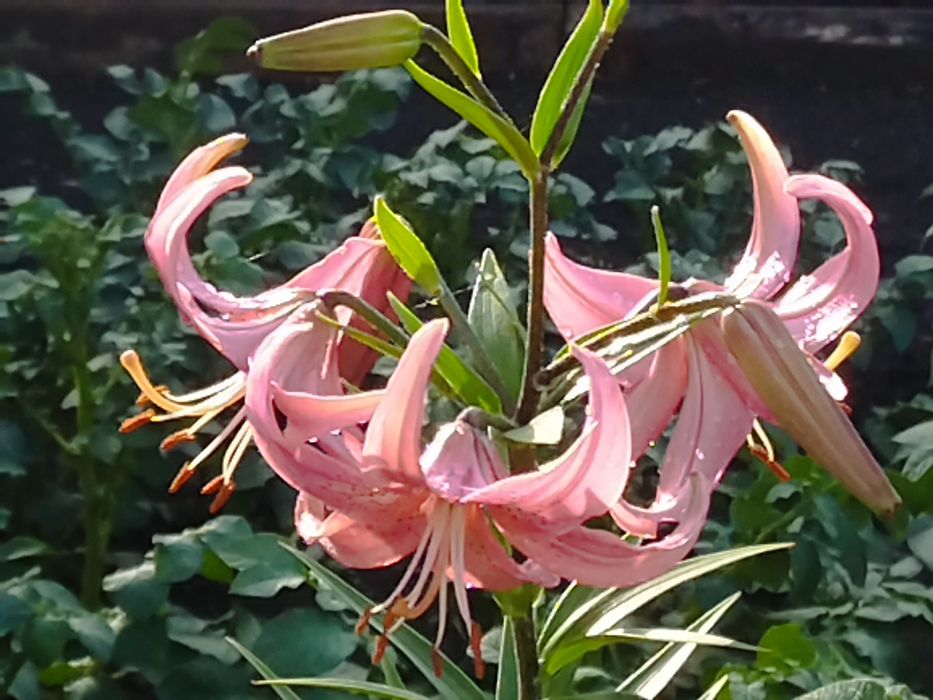 Продам корни лилий