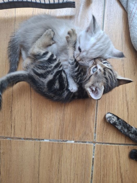 Тегін Мысық,  котята бесплатно.
