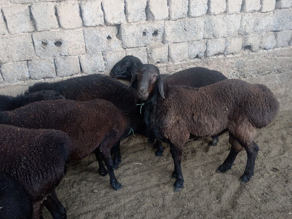 Qochqor qoy кой qozi кочкор