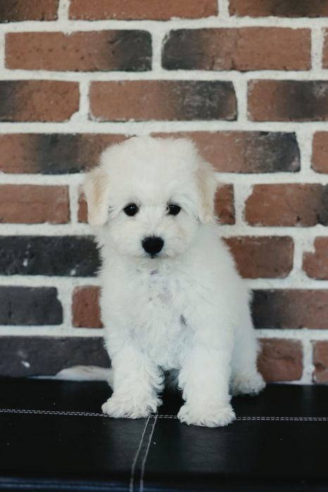 Pui Bichon Frise Pedigree FCI