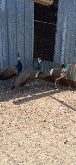 Продам Семью Павлинов 1+2