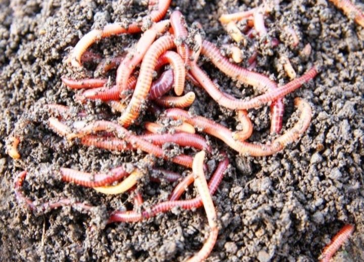 Kaliforniya qizil chuvalchangi va biogumus