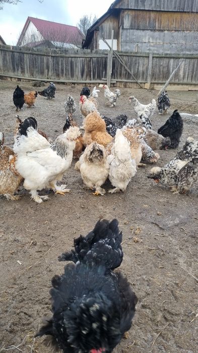 oua disponibile de moțate barboase încălțate