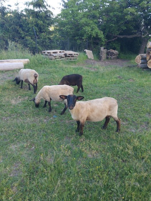 Mielute suffolk de vanzare