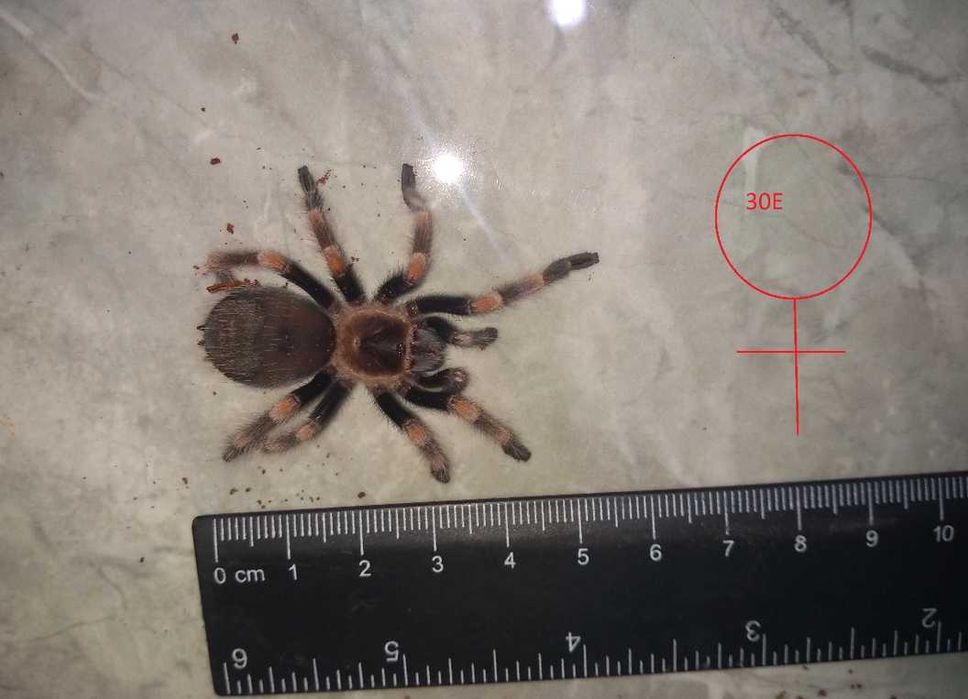 Tarantula - Тарантyла