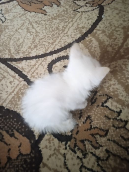 Бесплатно котёнок