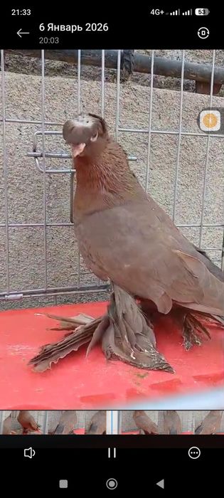 Продам голубей...