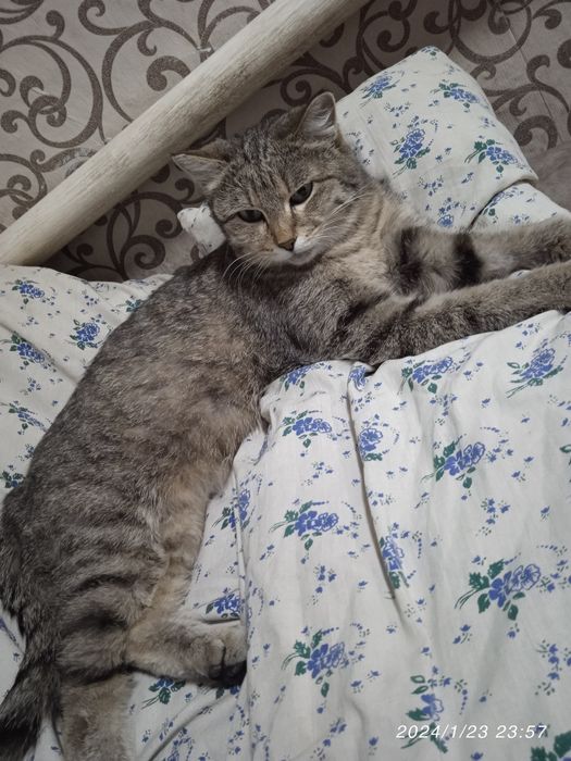 Отдам кошка добрые руки