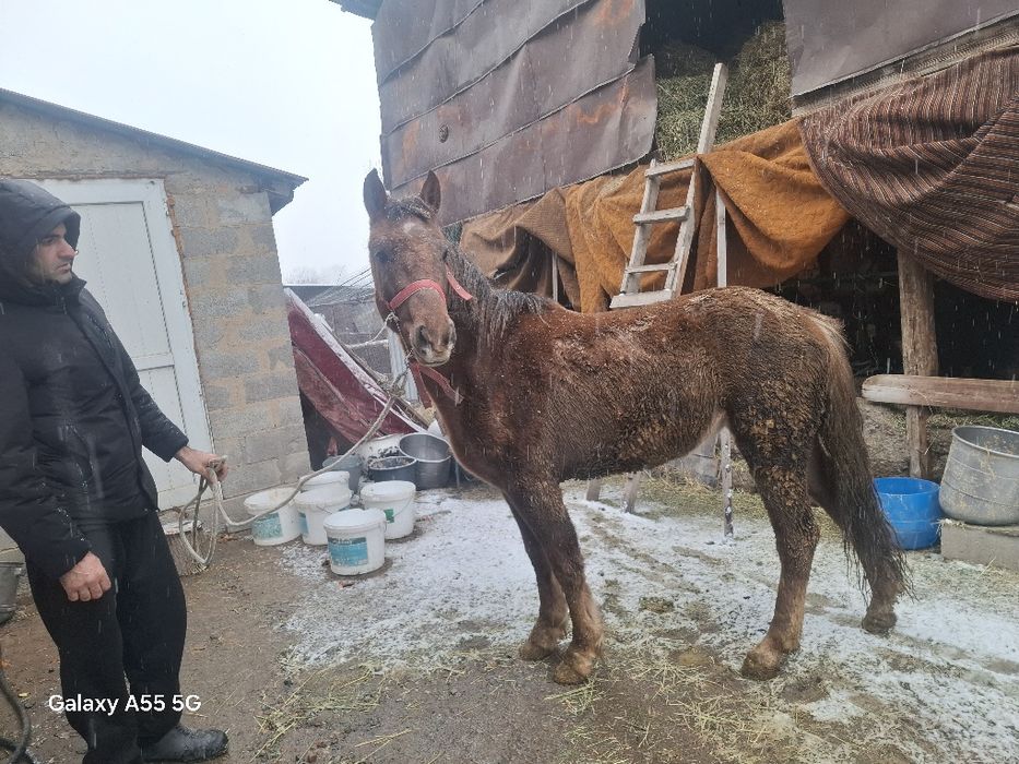 Конья полукровка