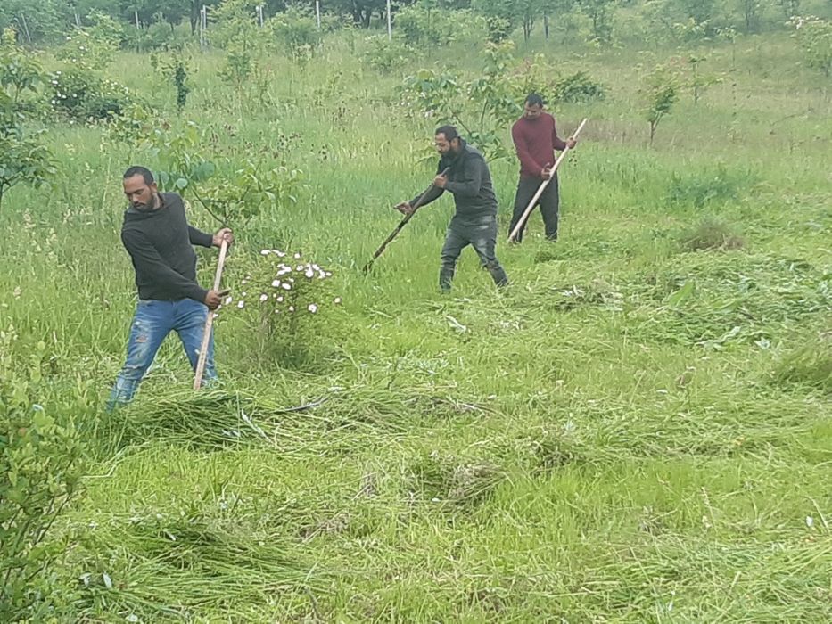 Baloti fan sau Lucerna Livram RO UE  la TIR rotunzi 1,2m x1,2 m cate min 40.dreptunghiulari min  500.nu dam la bucati.