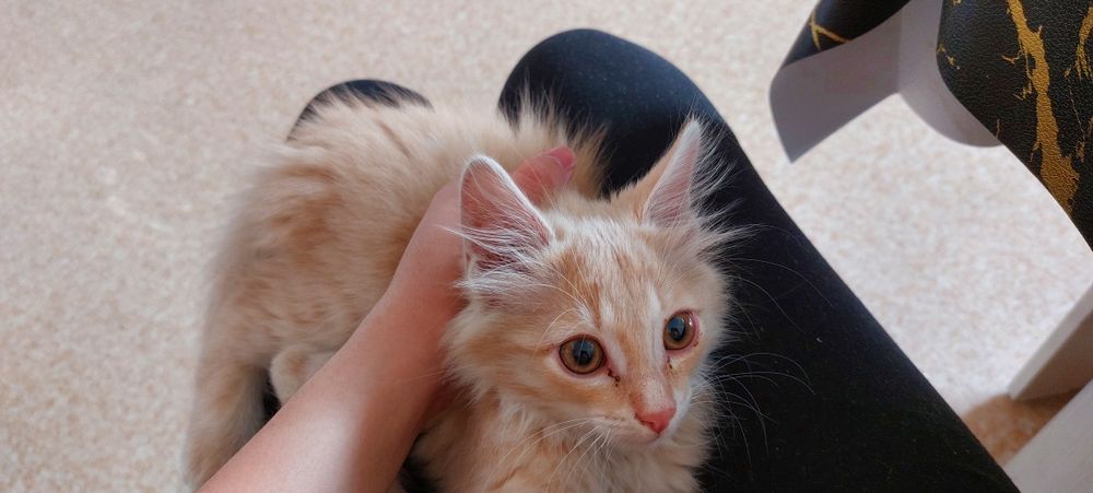 Отдам котёнка в хорошие руки