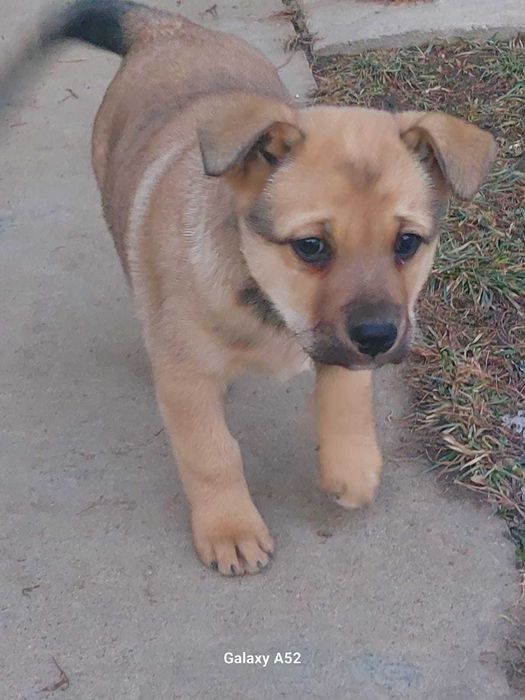 Отдам щенка в хорошие руки