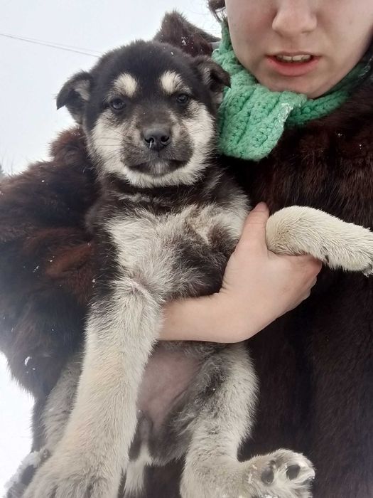 Щенки с бесплатной доставкой