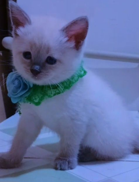 продаётся породистый котенок