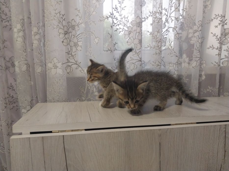 Отдам даром котят