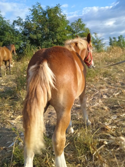 De vânzare Câlan semi-greu