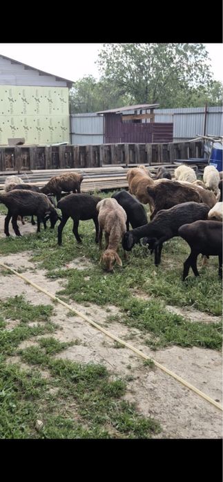 Қой сатылады 65000 нан бастап