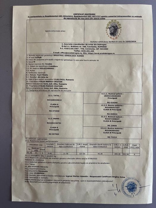 Berbec Suffolk nascut in ianuarie 2023