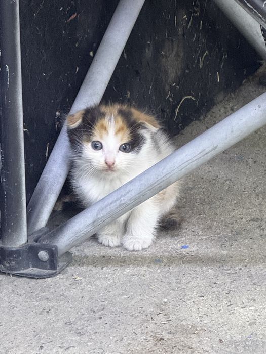 Отдам котят в хорошие руки