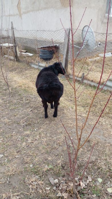 Қошқар сатылады.