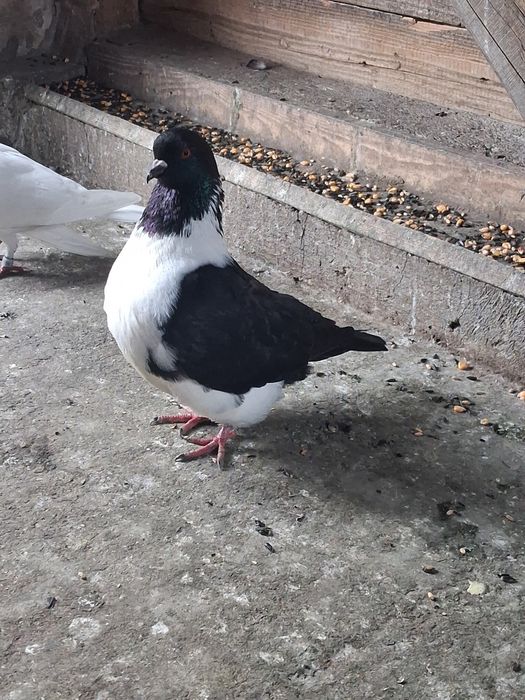 Porumbei de vânzare