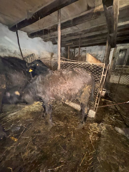 Vand vitel si bivolita separat sau impreuna